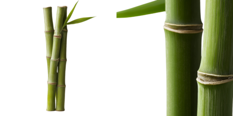 The image of sugarcane on a transparent background was generated using stock techniques