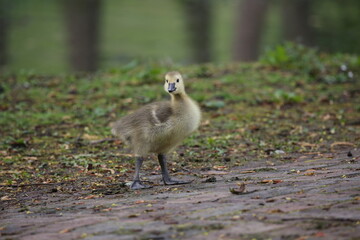 Küken Kanadagans im Park