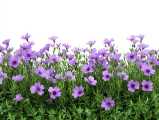 Fototapeta premium Vibrant purple flowers blooming in lush green foliage on a transparent background, cut out