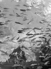 small fish swim in the water