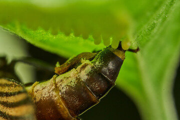 Fototapeta premium detailed macro capture of butterfly reproduction