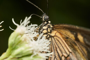 detailed macro capture of butterfly reproduction
