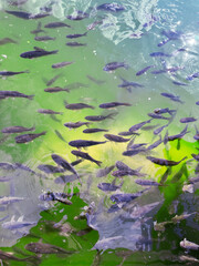 fish in the clear pond