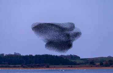 Starling murmuration where large flock of birds fly together forming shapes. Common or European starlings "Sturnus vulgaris" flying over lake in swarm. Series 1 of 4. Lough Ennell, Ireland