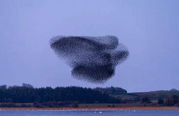 Fotobehang Vogels Starling murmuration where large flock of birds fly together forming shapes. Common or European starlings "Sturnus vulgaris" flying over lake in swarm. Series 1 of 4. Lough Ennell, Ireland  © Nicola.K.photos