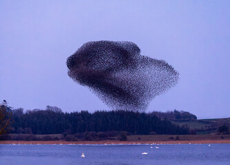 Murmuration of starlings over lake.  Large flock of birds in flight forming shapes over lake with swans. Shape resembles a bunny rabbit. Series 3 of 4. Lough Ennell, Ireland