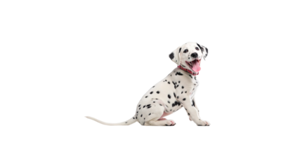 A dalmatian puppy with a red collar sitting and panting on a black background looking up happily