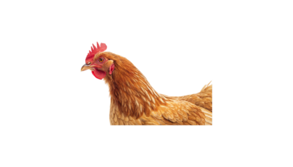 Isolated brown chicken with red comb and wattle on a black background looking to the left side