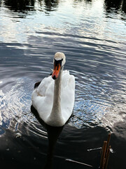 white swan in the pond