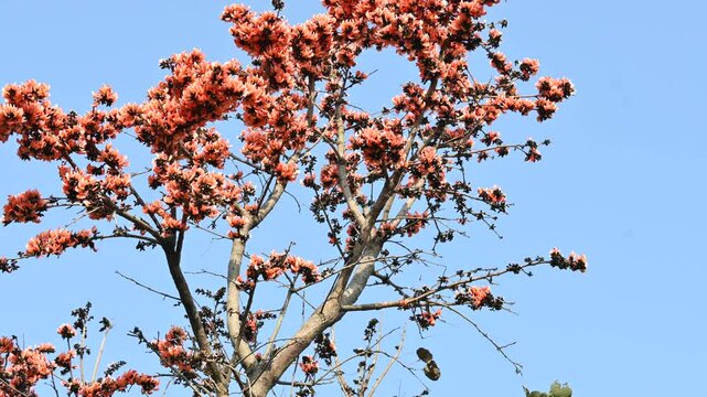 Butea monosperma flowers. It is a  species of&nbsp;Butea&nbsp;native. It is used for timber, resin, fodder, medicine, and dye. Its other names flame of the forest,&nbsp;and&nbsp;bastard teak. Orange Palas flower.