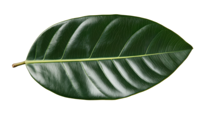 Vibrant green rubber plant leaf showing detailed veins on transparent background
