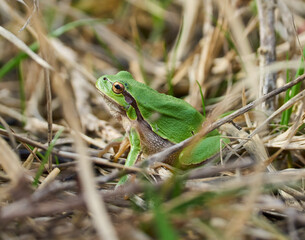 Green treefrog in dry grass........
