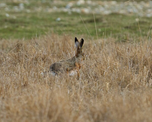 Wild hare in dry grass........