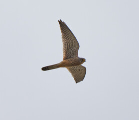 Kestrel in flight........
