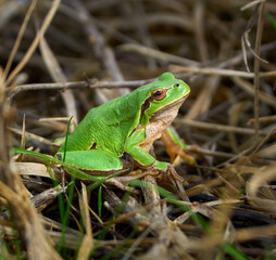 Green treefrog in dry grass........