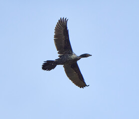 Pygmy cormorant in flight........