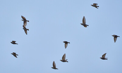 Flock of starlings in flight........