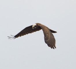 Western marsh harrier in flight........