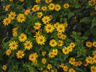 Bright yellow daisy-like flowers blooming in the sun, symbolizing joy and positivity, growing in a natural setting, perfect for garden enthusiasts or nature photography lovers.