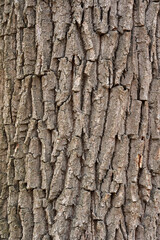 Closeup of rough tree bark texture........