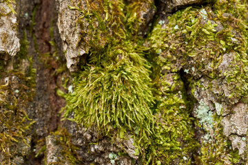 Green moss on rough tree bark........