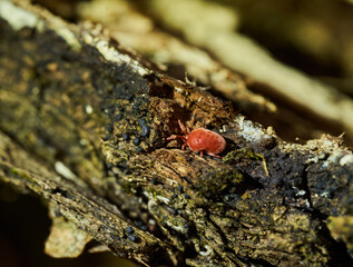 Red Velvet Mite on decaying tree bark........
