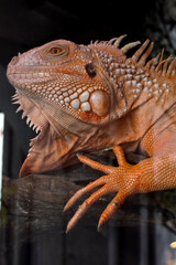 A striking close-up of an orange iguana perched on a wooden branch.