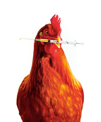 Gallina e siringa, concetto di prevenzione e vaccino