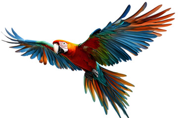 Fototapeta premium Illustration of Scarlet Macaw Parrot Flying with Colorful Plumage Feathers Spreading Wings in Transparent Background Depicting Tropical Wildlife Avian Bird