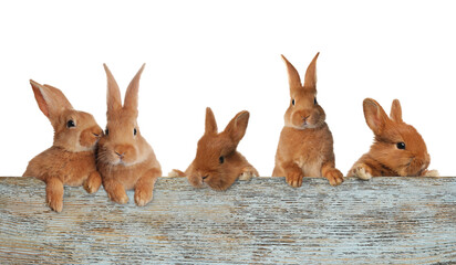 Cute fluffy rabbits peeking out from old wooden fence on white background. Banner design