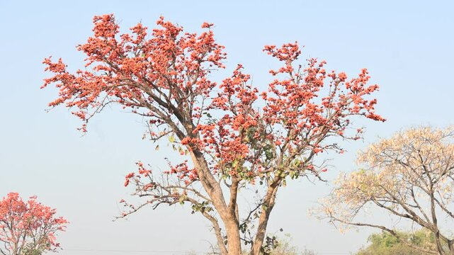 Butea monosperma flowers. It is a  species of&nbsp;Butea&nbsp;native. It is used for timber, resin, fodder, medicine, and dye. Its other names flame of the forest,&nbsp;and&nbsp;bastard teak. Orange Palas flower.