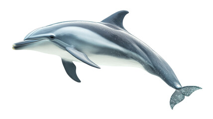 Dolphin jumping on transparent background: perfect cutout for marine projects