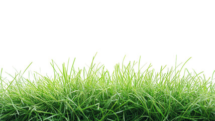 Green grass growing on transparent background for easy integration