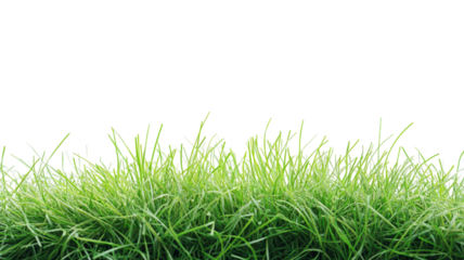 Green grass growing on transparent background for easy integration