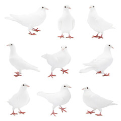 Beautiful dove isolated on white, collage of photos
