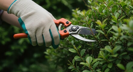 Naklejka premium Close-up of person trimming green hedge with pruning shears in garden