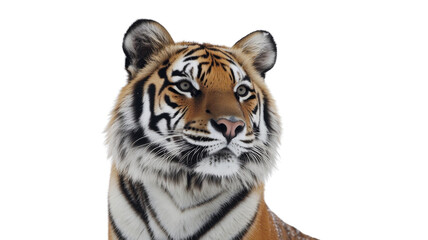 Naklejka premium Majestic tiger posing on transparent background