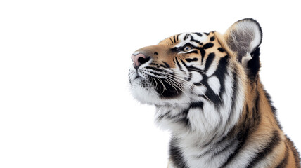 Obraz premium Majestic tiger observing with intensity on transparent background