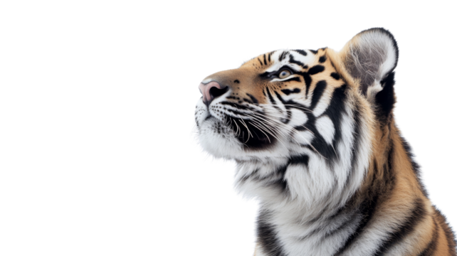 Majestic tiger observing with intensity on transparent background