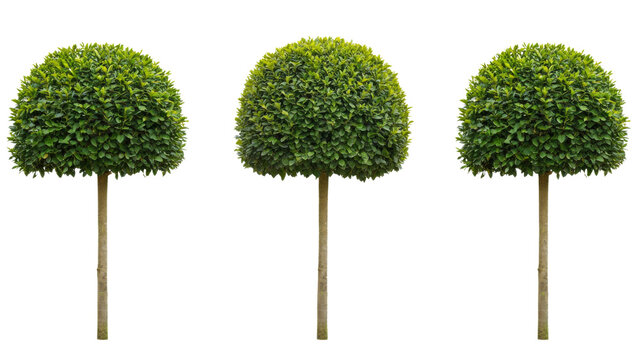 Three perfectly round laurel topiary trees isolated on transparent background
