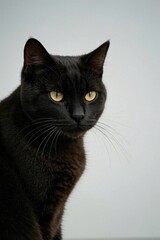 Obraz premium there is a black dog with a brown nose and a white spot on its face