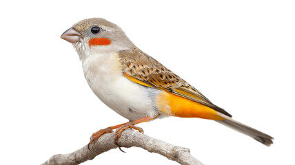 Fototapeta premium Red-cheeked cordon-bleu perched on a branch with transparent background