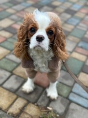 cavalier king charles spaniel