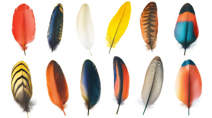 Colorful bird feathers showing different patterns and textures on transparent background