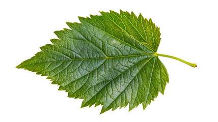 Fototapeta premium Green leaf isolated on transparent background showing detailed veins