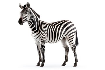 Fototapeta premium Zebra wildlife animal mammal.