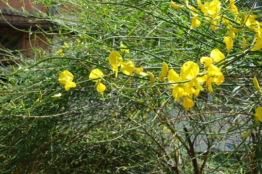 Bright yellow flowers of Spartium junceum in mid June