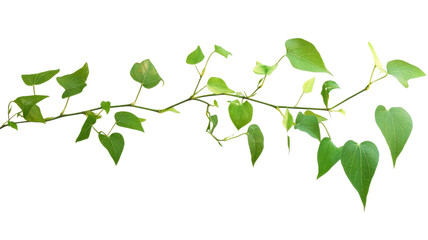 Thin branch with green leaves growing on transparent background