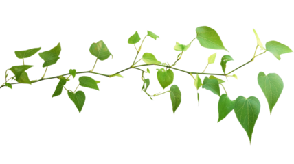 Thin branch with green leaves growing on transparent background
