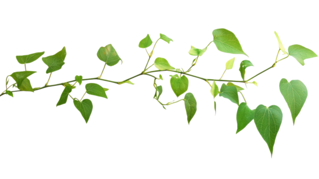 Thin branch with green leaves growing on transparent background